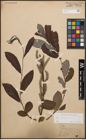 Foto von Salix cinerea L.